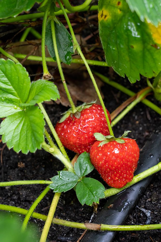 Issaquah- Washington State- USA. Ripe strawberries ready to harvest